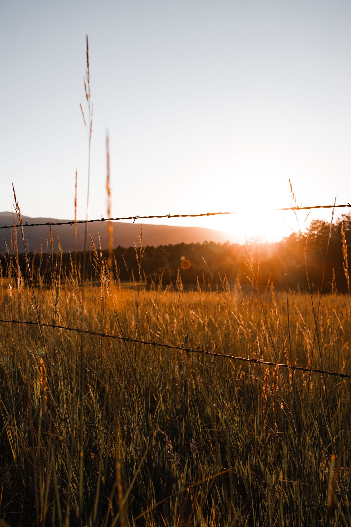 Barbed wire strands topping a security fence line